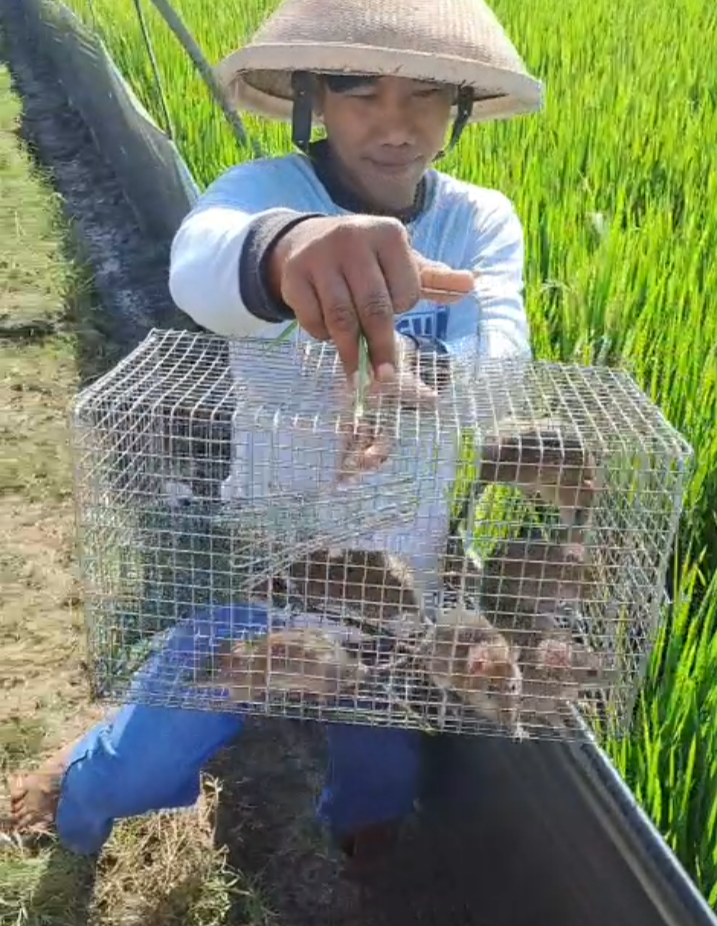 Kades Jurangjero siapkan metode penanganan hama tikus